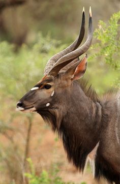 an antelope with long horns standing in the grass