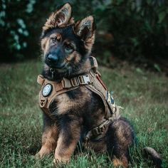 a brown and black dog sitting in the grass