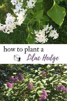 white and purple flowers with the words how to plant a lilac hedge on it