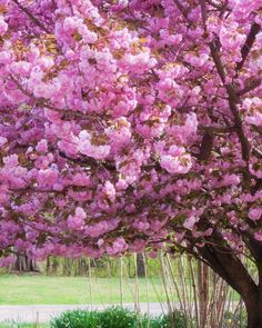 a large pink tree with lots of purple flowers