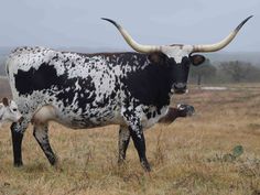 an adult and baby cow standing in a field with other cows behind them on a foggy day