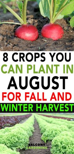 two radishes growing in soil with text overlay that reads 8 crops you can plant in august for fall and winter harvest