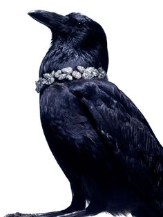 a large black bird wearing a diamond bracelet