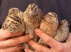 a person holding three baby birds in their hands