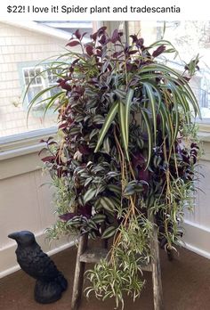 a bird is standing next to a potted plant in front of a window with the words, $ 2 21 i love it spider plant and tradeantia