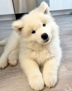 a small white dog sitting on top of a hard wood floor