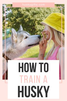 Training guide about how to train a husky Owning A Husky, Siberian Husky Training, Husky Training, Husky Photos, Daisy Mae, My Husky, Dog Tips, A Husky, Obedience Training