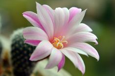 a pink and white flower sitting on top of a cactus