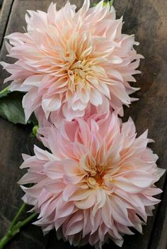 three pink flowers sitting on top of a wooden table