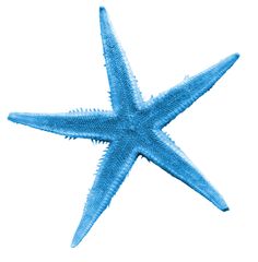 a blue starfish on a white background