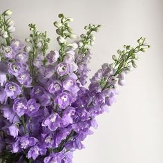 purple and white flowers are in a vase