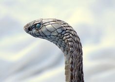 a close up view of a snake's head