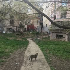 a cat is walking down a path in the middle of an urban area with old buildings