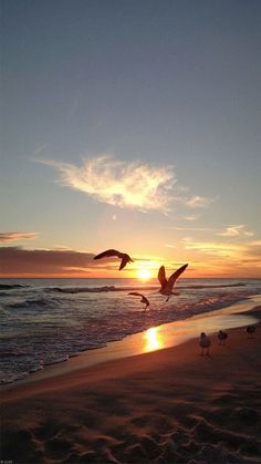 seagulls flying over the beach at sunset