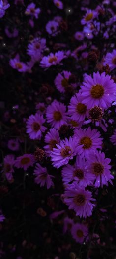 purple flowers with yellow centers in the dark