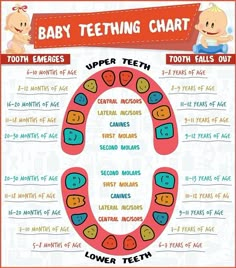 the baby teeth chart for each child's teeth