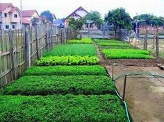 several rows of green plants growing in the dirt next to wooden fences and houses behind them