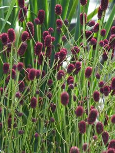 some very pretty purple flowers in the grass