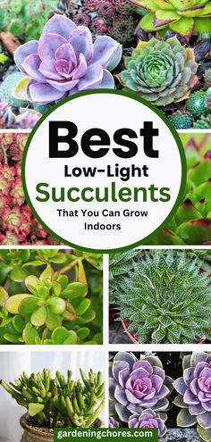 the best low light succulents that you can grow indoors