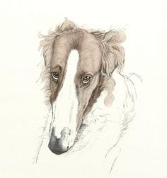 a drawing of a brown and white dog