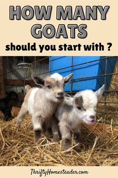 two baby goats standing next to each other in hay with text overlay how many goats should you start with?