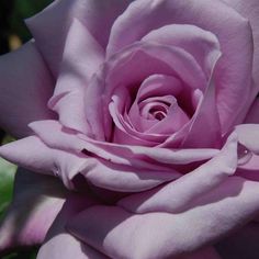 a pink rose is blooming in the garden