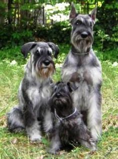 three schnauzer dogs are sitting in the grass