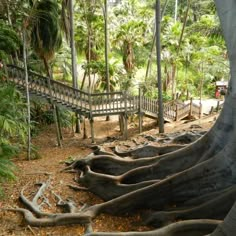 a tree with many roots in front of a wooden bridge and stairs leading up to it