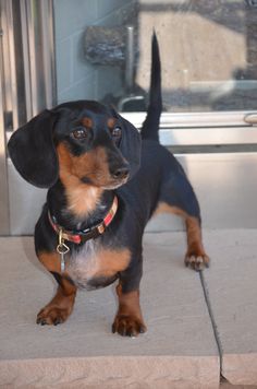 a small black and brown dog sitting on top of a cement floor next to a door