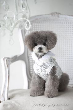 a small gray dog sitting on top of a white chair