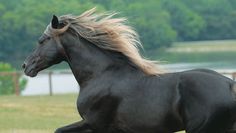 a black horse is galloping in an open field