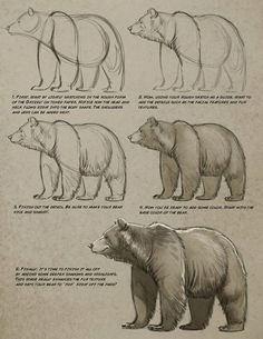 an image of bears that are in different stages of being drawn by someone's hand