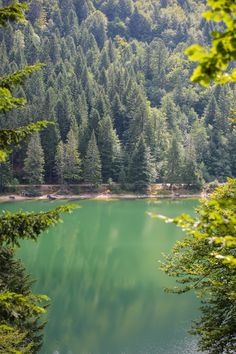 a large body of water surrounded by trees and mountains in the background, with green algae growing on it's surface