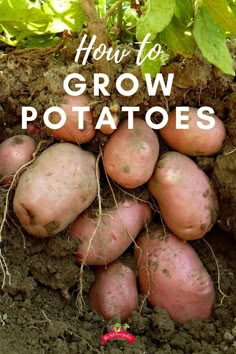 how to grow potatoes in the garden with text overlay that reads, how to grow potatoes gardener's path