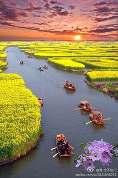 several boats floating down a river with yellow flowers in the foreground and purple flowers in the background