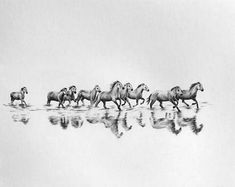 black and white photograph of horses running across water with reflection in the water, while another horse is walking behind them