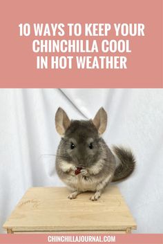 a hamster sitting on top of a wooden table with the words 10 ways to keep your chinhilla cool in hot weather