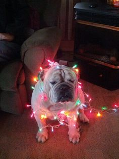 a dog is sitting on the floor with christmas lights all around its neck and head