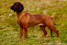 a brown dog standing on top of a lush green field