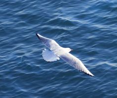 a seagull flying over the water with its wings spread