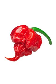 The 7 Pot Primo is a cross between a Naga Morich and a Trinidad 7 Pot pepper. It was created by Troy Primeaux, (nickname Primo), a horticulturist from Louisiana.  7 Pot Primo - 1,473,480 Scoville Heat Units (SHU) Capsicum Chinense The 7 Pot Primo is a cross between a Naga Morich and a Trinidad 7 Pot pepper. It was created by Troy Primeaux, (nickname Primo), a horticulturist from Louisiana. He began crossing the Naga Morich and Trinidad 7 Pot seeds around 2005. What Does it Look Like? The 7 Pot P Pepper Ideas, Types Of Chili Peppers, Texas Forever, Ghost Peppers, Hot Pepper Sauce, Hot Peppers, Chile Pepper