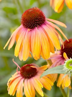 yellow and red flowers with green leaves in the background