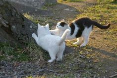 two cats playing with each other near a tree