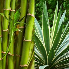 Take a tour through exotic forests with our new Bamboo Agave candle fragrance oil. Experience an all-natural scent that gives off the smell of fresh trees and rain than can only be found in the outside world of nature. With top notes of fresh rain accord, solar moss, and cassis buds you'll surround yourself with an aroma unlike no other. Intensified with the middle notes of waterlily, bamboo agave, and violet your room will fill with an all-natural scent bound to have you surrender to the calmness of the forest. Finished off with the base notes of drenched woods, aquatic leaves, and musk; take your candles to an exotic, all-natural place with our brand new Bamboo Agave Ultra candle fragrance. Candle Fragrance Oil, Candle Fragrance, Holiday Hours, Candle Making Supplies, Agaves, North Hollywood, Natural Scents, Outside World, Home Candles