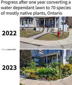 two pictures with the same house and fire hydrant in them, one has water replendant lawn to 70 species of mostly native plants