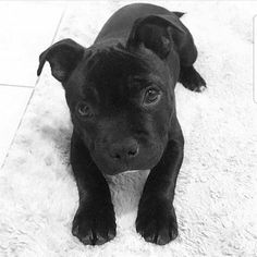 a small black dog laying on top of a white rug