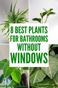 green plants with the words 8 best plants for bathrooms without windows on top of them