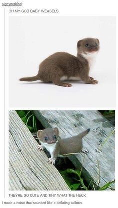 two different pictures of an animal with caption that reads, oh my god baby weasels they're so cute and tiny what the neck looks like