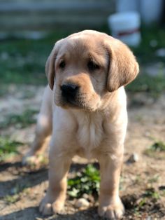 a puppy is standing in the dirt looking at the camera with an alert look on its face