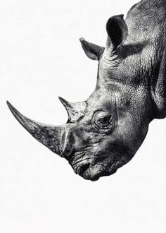 a black and white photo of a rhinoceros